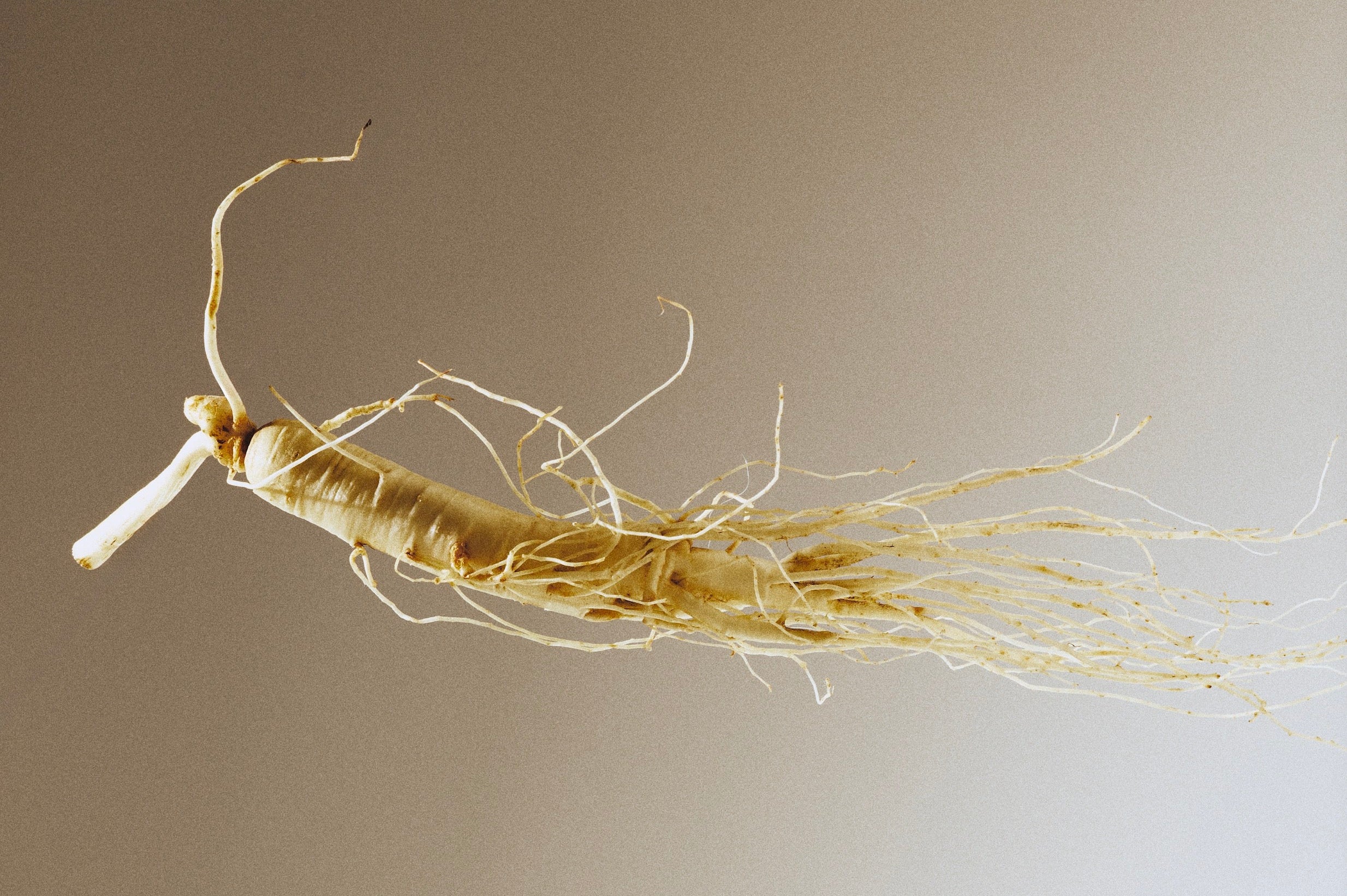 Ginseng root on a plain background